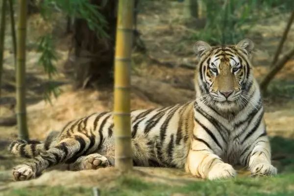 長沙三珍虎園、楊開慧故居一日游