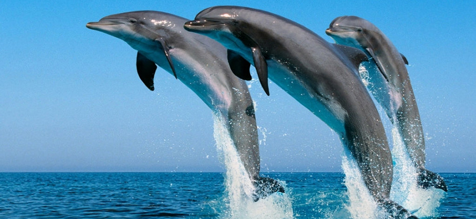 澳大利亞、新西蘭澳妙無瓊11日