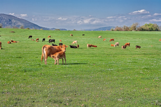 (人氣草原、5A響沙灣、歡樂牧場(chǎng)、內(nèi)蒙古博物院、夢(mèng)幻水世界)雙飛5日親子游