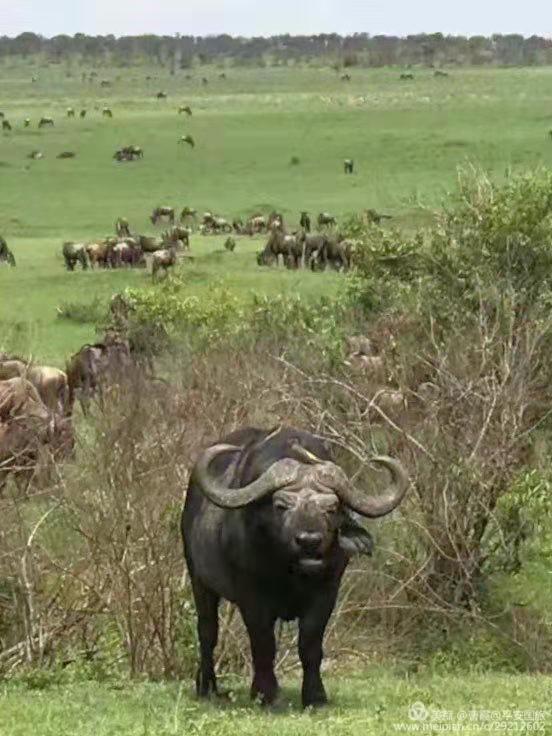 肯尼亞10日游 肯尼亞10日游