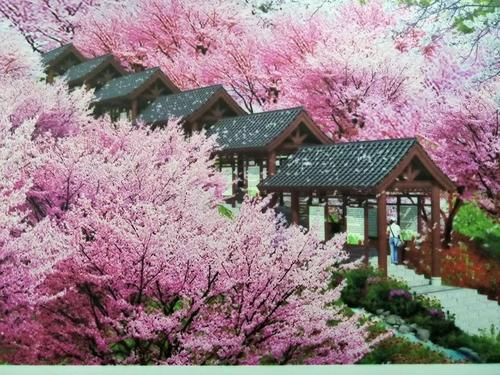 長(zhǎng)沙潯龍河櫻花谷、田漢文化園一日游