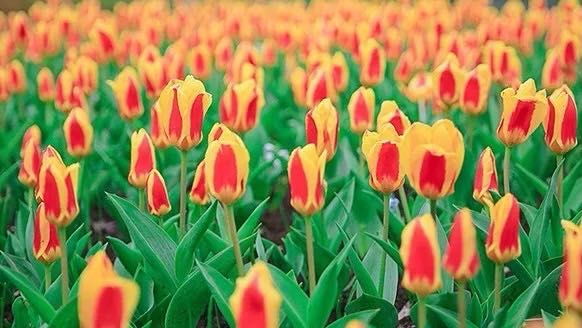 岳陽花語世界、汴河街一日游